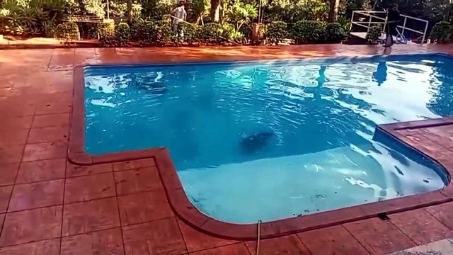Capivaras trocam rio por piscina e viram atração em chácara no Paraná