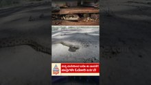 ನಮ್ಮ ಮನೆಯಿಂದ ಬರೋ ಈ ವಾಸನೆಗೆ ಹಾವುಗಳೇ ಓಡೋಡಿ ಬರ್ತವೆ! | #shorts #snake #smellgood #suvarnanews