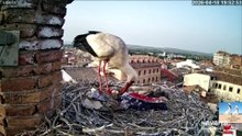 Ribotas y Mejana, las cigüeñas más famosas de Tudela
