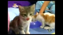 Baby Tv Kids & Peets Kittens - Dan Cacarinas
