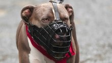 Nine Hunting Dog Breeds That Should Not Be Indoors
