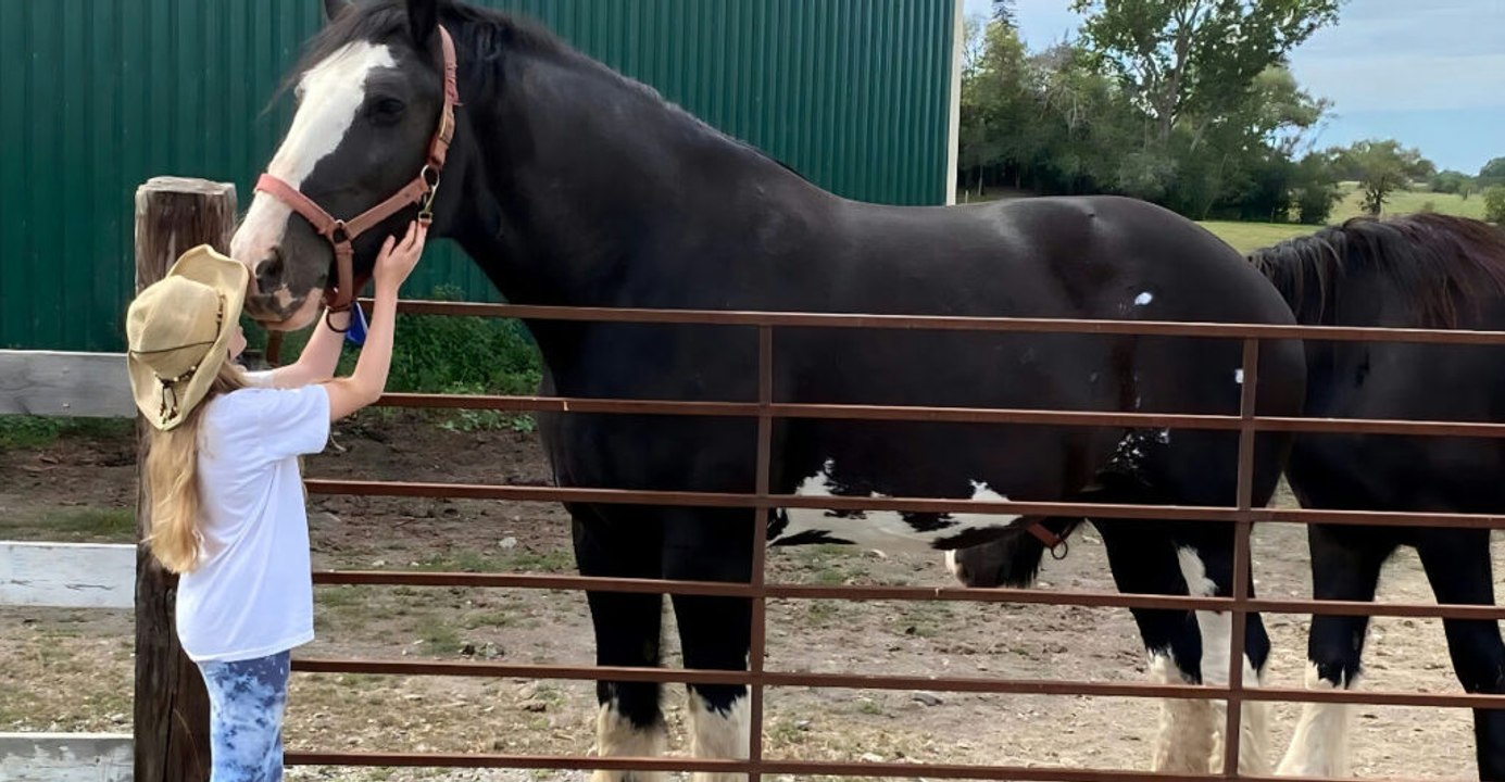Beginners: 7 Horse Breeds to Avoid