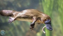 Ornithorynque : l’adorable créature à bec… qui peut vous tuer !