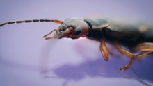 Insects' 'lightning-fast reactions' could transform future of AI and robots, experts claim