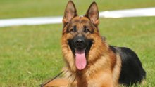 Top 10 Dogs for Surviving an Apocalypse, According to Survivalists