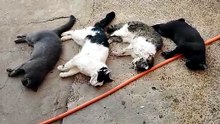 Absurdo! Quatro gatos morrem envenenados no Bairro Santa Cruz