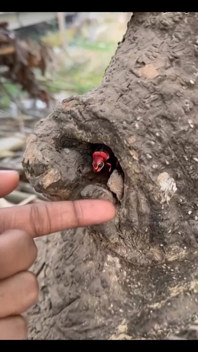 Colorful insects