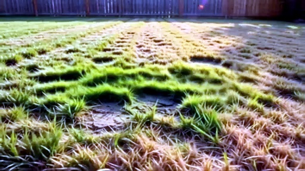 Albany Lawn Experts