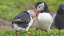 Farne Islands puffin cam returns for second year