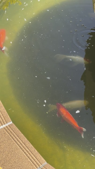 Fishes got fished