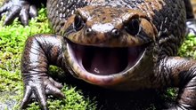 The Animal That Sounds Like a Crying Baby! 😱👶 #Shorts