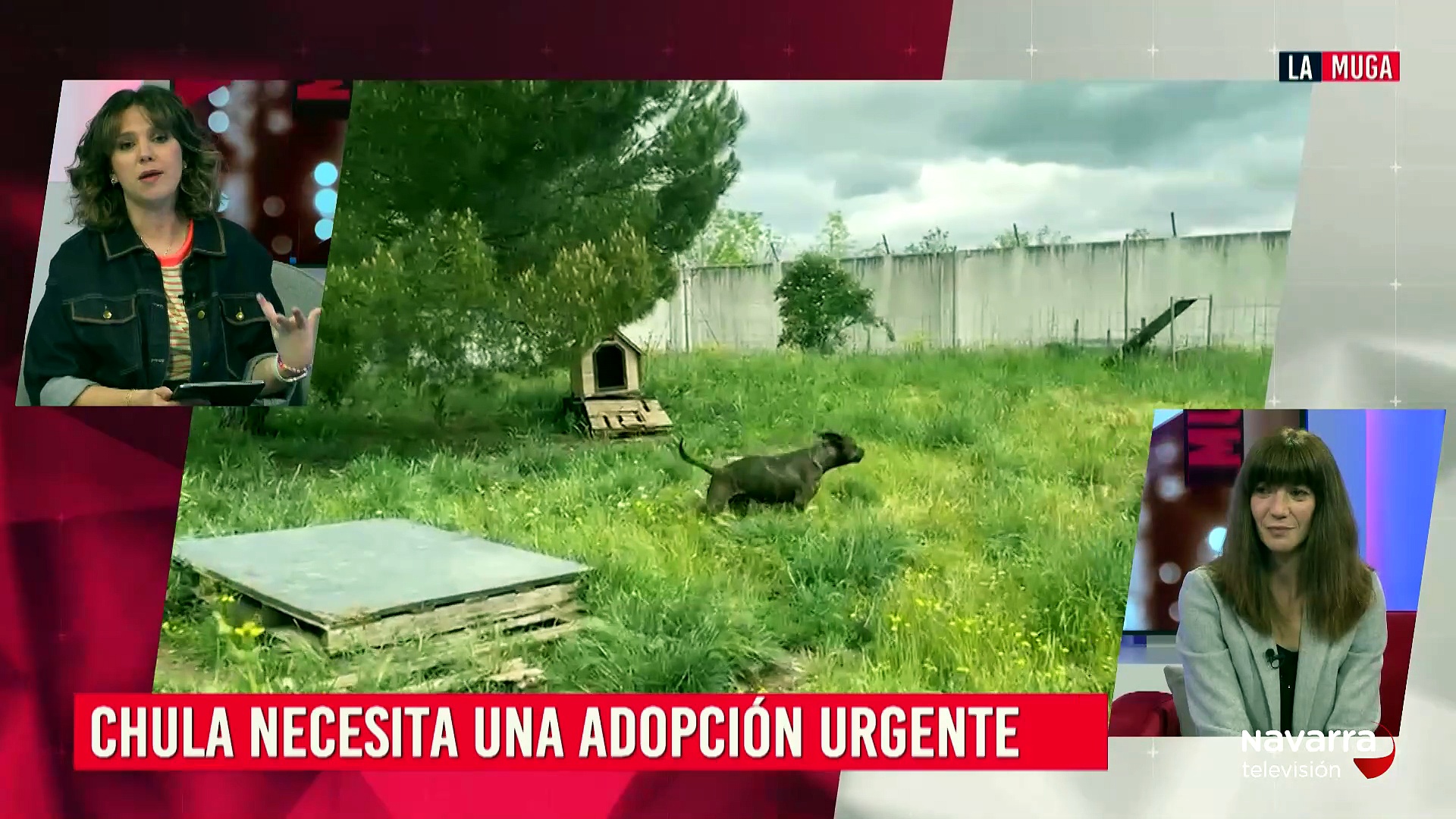 Chula, una pitbull de 11 años que necesita acogida urgente