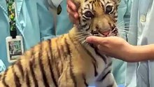 Mini King’s First Checkup"