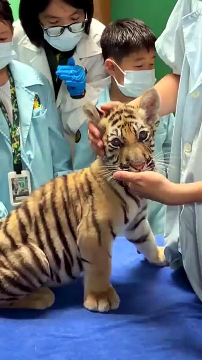 Mini King’s First Checkup"