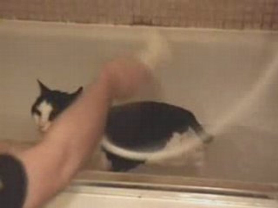 Bath Time Kitty