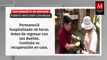 ¿Cómo comienza la infestación de gusano barrenador y qué hacer?