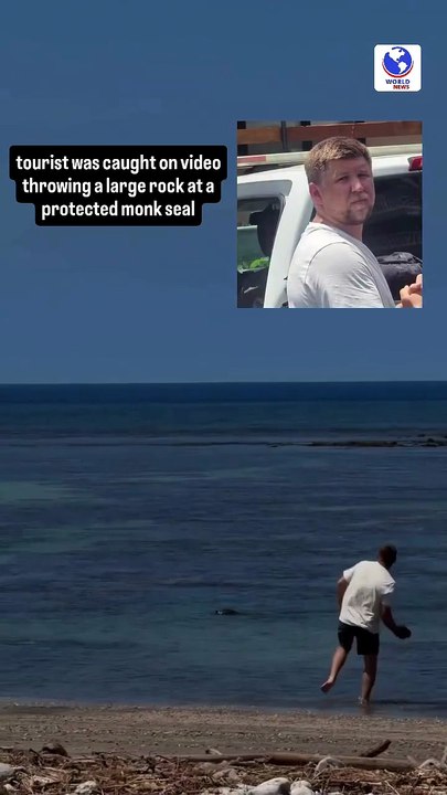 tourist was caught on video throwing a large rock at a protected monk seal