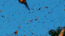 🌿✨ Tras migrar desde Canadá y Estados Unidos, millones de mariposas monarca llegan cada año a los santuarios mexicanos, donde se refugian y completan su ciclo de vida.