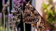 Mariposa espejito  recien nacida