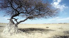 Desert Lions