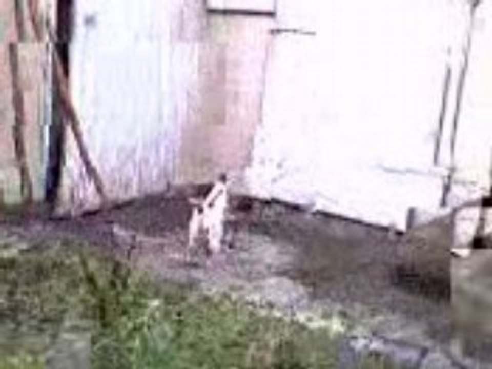 Abby qui chasse