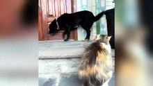 This content for evryone