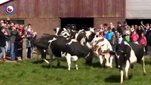 Vacas saltan de alegría después de estar meses encerradas.