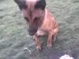 ula la chienne bien dressé a l'apéro