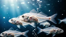 Antarctic Icefish Transparent Blood Scene