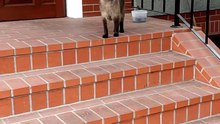 Which way should I go? #cats #funnycats #catlover