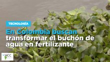En Colombia buscan transformar el buchón de agua en fertilizante