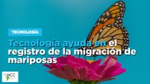 Tecnología ayuda en el registro de la migración de mariposas