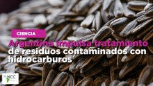 La soja: un potencial estimulante para los cultivos