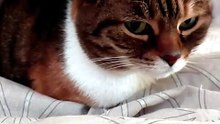I don`t know what You think but I feel like having a nap 🙂 #cat #funnycats #catlovers