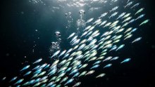 Lanternfish Night Glow Migration