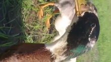 “Wait for the duck’s reaction at the end! 🦆😳”#duck