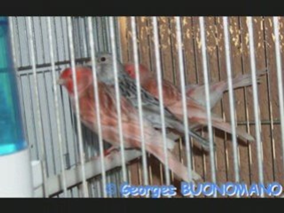 Mon premier diapo musical_0001