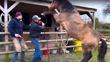 Meet the 12 Horse Breeds That Are Tough to Tame