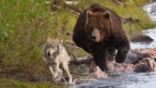 Eight Animals That Surpass Human Lifespan