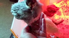 "Listen, when a benevolent giant offers you a hand, you get up and ride. That's just common sense." | #SparklegleamFarm #Chicken #homestead #farmanimals #cute