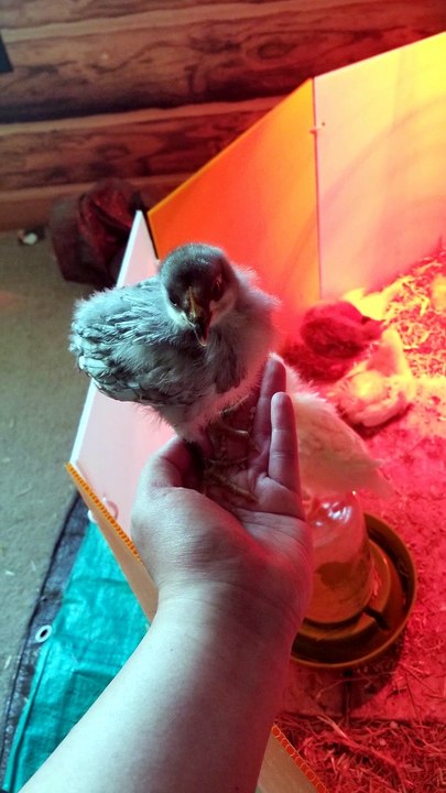 "Listen, when a benevolent giant offers you a hand, you get up and ride. That's just common sense." | #SparklegleamFarm #Chicken #homestead #farmanimals #cute
