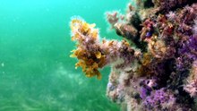 Algal bloom uncertainty persists South Australian coastlines declared clear