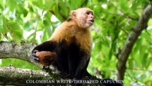 MONKEYS & APES