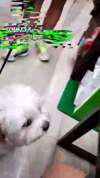 🔴 MEET PRINCESS ANG CUTIE FRIEND NI PICKLES #shihtzu