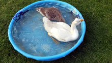 Splish-splashing in the kiddie pool! | #SparklegleamFarm #Tooey #Lemongrab #farm #geese #farmanimals #soft #cute