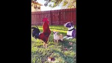 😂 Try Not To Laugh Challenge | Funniest Viral Vid