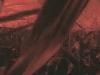 Still Life Wiht Crows Spot TV