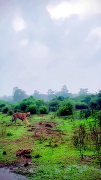 Wild Bengal Tiger Walking in Rain and Attacking Prey in River