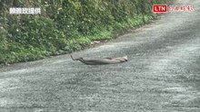2蛇路中央「激戰」  75歲老農：頭一次看到好害羞......