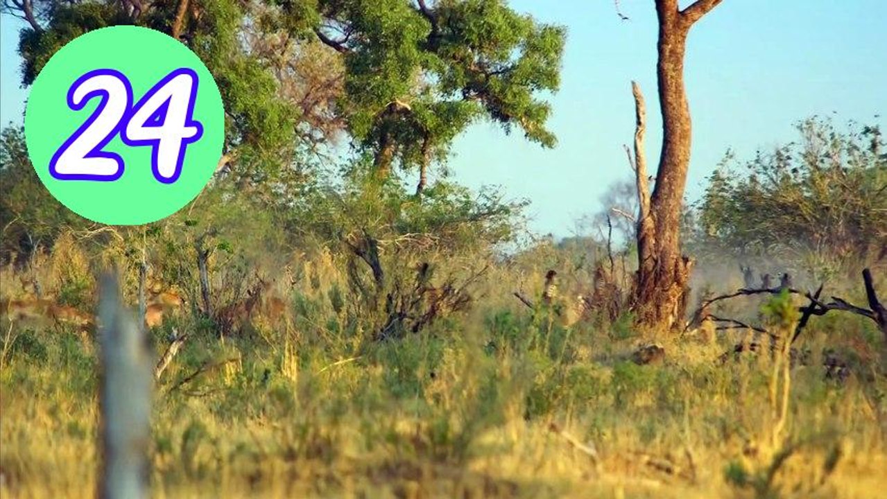 Big Cats 24 7 S02E04 Reunion Episode 24 Engsub